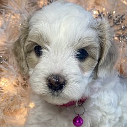 Girl 1 - Havapoo puppy in Tropic, Utah from Lady Paws-Kara