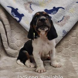 Jackson - Black brown and white male Basset Hound puppy in Newton Grove, North Carolina from MGA Basset Hound