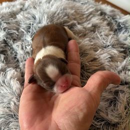 Puddintane - Red and white male Shih Tzu puppy in Sutton, West Virginia from Meadow Lane Pups