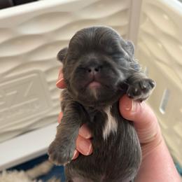 DJ - Blue female Shih Tzu puppy in Springboro, Ohio from Shih Tzus of Springboro LLC.