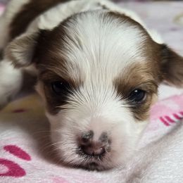 Michonne - Parti Yorkshire Terrier puppy in Elon, North Carolina from Parti Yorkies