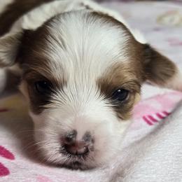 Michonne - Parti Yorkshire Terrier puppy in Elon, North Carolina from Parti Yorkies