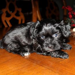 Moat - Black male Havanese puppy in Hamptonville, North Carolina from Alabama Havanese Kennel Tidewater Kennel