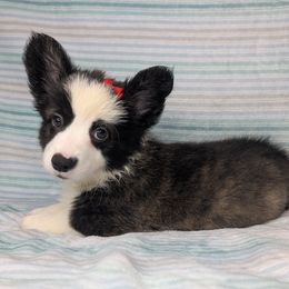 Brownie - Brindle and white female American Corgi puppy in Clarksville, Tennessee from Cold Creek Family Farm LLC