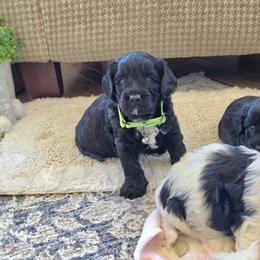 F1B Meet Licorice :) - Black and white male Cavapoo puppy in Centerville, Iowa from Barnyard Dachshunds, Dals & Doodles