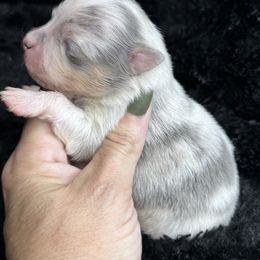 Animal - Blue merle male Pomeranian puppy in Kilgore, Texas from 5 Star Poms