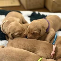 Red - Yellow male Labrador Retriever puppy in Oklahoma City, Oklahoma from H & H Retrievers