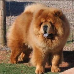 Chow Chow from DesertMoon Chows