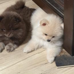 Pomeranian puppies from Netzi Poms