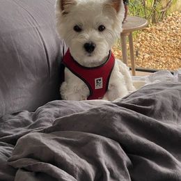 West Highland White Terrier All Grown Up from Dixieland Westies