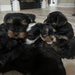 Yorkshire Terrier Puppies from Broken Road Acres Yorkies
