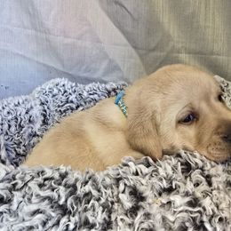 Female 3 - Yellow female Labrador Retriever puppy in Conway, Missouri from Patton's Triple Pine Farm
