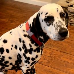 Lulu - Dalmatian