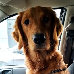 Walter - Golden Retriever