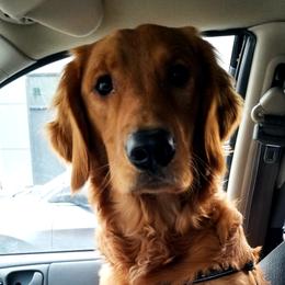 Walter - Golden Retriever