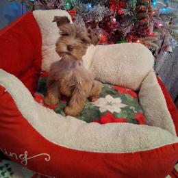 Peppermint - Liver female Miniature Schnauzer puppy in Gonzales, Louisiana from Majestic Marvels Schnauzers