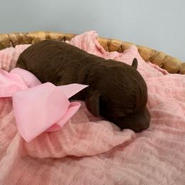 Cinderella - Red  female Goldendoodle puppy in Calico Rock, Arkansas from Cottrell’s Poodles & Doodles