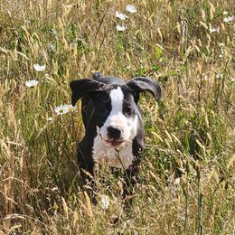 Mantle female - Mantle female Great Dane puppy in Gig Harbor, Washington from Lakaya Danes