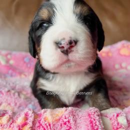 Cotton Candy - Black rust and white female Bernese Mountain Dog puppy in Draper, Utah from Breaking Trail Berners