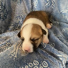 Teal - Red female Pembroke Welsh Corgi puppy in Beulaville, North Carolina from Windy Acres Pembroke Welsh