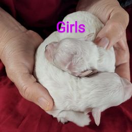 Bichon Frise, Russell Terrier, and Shetland Sheepdog Puppies from Mountain Ash Farms