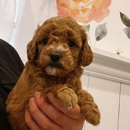 Girl 6 - Red  Goldendoodle puppy in Minersville, Utah from Legend Pups