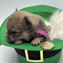 Girl 4 - Blue and tan Pomeranian puppy in Tulsa County, Oklahoma from CP Kennels