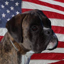 Ubbe - Boxer
