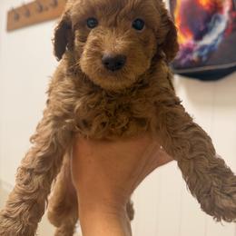 Boy 4 - Apricot male Labradoodle puppy in Shingle Springs, California from California Double Doodles