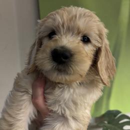 Baby - Cream male Goldendoodle puppy in Tucson, Arizona from Cheryl's Goldendoodles
