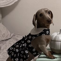 Kyri - Dachshund