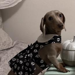 Kyri - Dachshund
