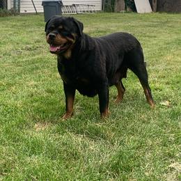 China - Rottweiler