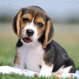 AKC 'Babbs' - Black tan and white female Beagle puppy in Lamar, Missouri from Marti Acres ~ Boston Terrier & Beagles