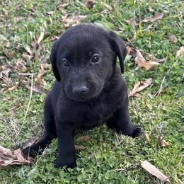 Hunter Green - Black male Labrador Retriever puppy in Kinta, Oklahoma from Beaver Creek Kennels