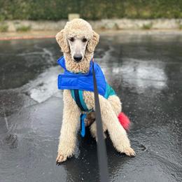 Poodle Puppies from Cedar Cove Standard Poodles