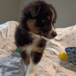 Opal (pink) - Black tri-color female Australian Shepherd puppy in Okeechobee, Florida from Rothsolid Puppies