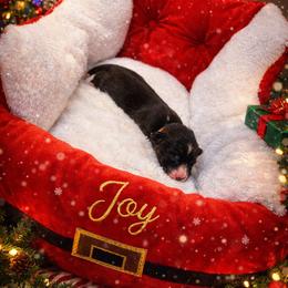 Joy - Black and white female American Corgi puppy in Temple, Texas from Silver Moon Cardigan and American Corgis