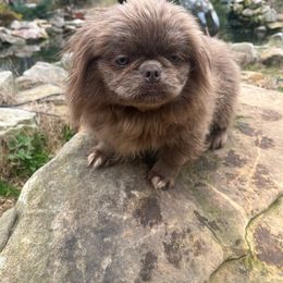 AKC Piper - Light red Pekingese puppy in Cumming, Georgia from Imperial Pekingese