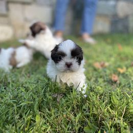 Shih Tzu Puppies from Dempsey’s Darlings