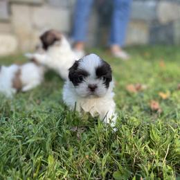 Shih Tzu Puppies from Dempsey’s Darlings