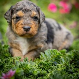 Sterling - Blue merle male Aussiedoodle puppy in Grants Pass, Oregon from Woodwind Miniatures