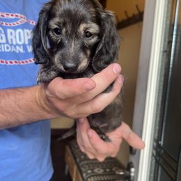 Dachshund Puppies from Loveland Doxies