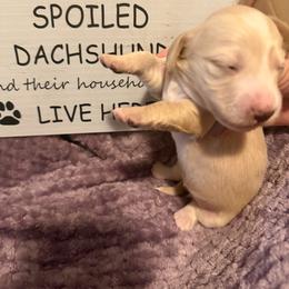 Athena Full AKC Female 4 - Cream female Dachshund puppy in Erie, Michigan from Champagne’s Grinch Toe’d Dachshunds