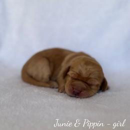 Sunny - Caramel female Australian Labradoodle puppy in Belding, Michigan from Rutu Australian Labradoodles