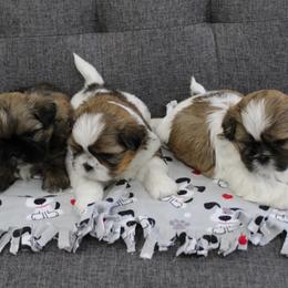 Shih Tzu Puppies from Hillside Loop Kennel LLC