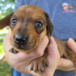 Stevie- Pink - Red female Dachshund puppy in Frankfort, Kentucky from Gigi's Dachshunds