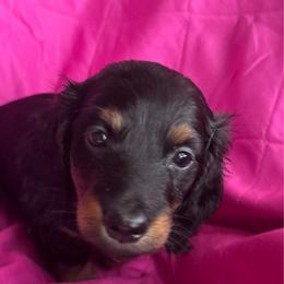 Noodle - Black and tan female Dachshund puppy in Bradenton, Florida from Leah’s Suncoast Doxies
