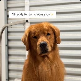 Golden Retriever Puppies from Sound Golden Retrievers