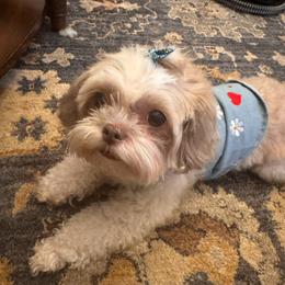 Coco Chanel - Shihpoo